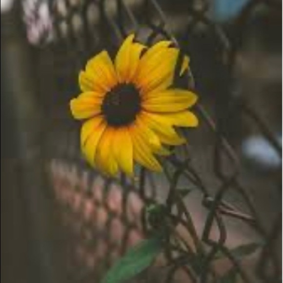 plainsunflower